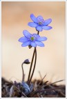 Hepatica Nobilis