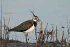 Pavoncella(Vanellus vanellus)