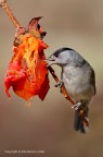 Capinera (Sylvia atricapilla) -Maschio Capinera (Sylvia atricapilla) -Maschio