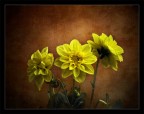 Giallo #2