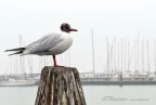 Il Gabbiano Il Gabbiano