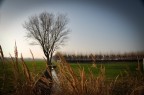 Albero dietro cespuglio Albero dietro cespuglio