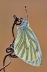 Pieris napi