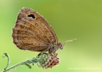 Minois dryas Minois dryas