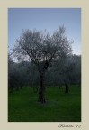 Gli Alberi del Cielo