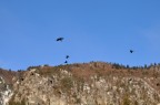 volo volo