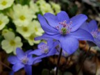 primavera primavera