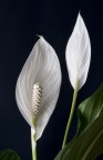 Nonsolobianco Nonsolobianco