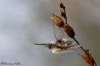 Bombylius major #2 Bombylius major #2