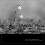 Canon 60D
Sigma 150mm f/2.8 EX DG OS HSM Macro
f/3.2
1/1250

Una mia interpretazione di una frase di Wilhelm Busch.