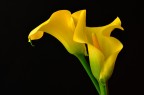 Calla Calla