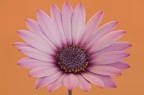 Ventaglio di petali