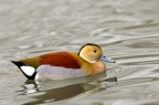 Quack! Quack!
