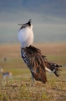Ngorongoro Ngorongoro