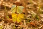 Gonepteryx rhamni..... Gonepteryx rhamni.....