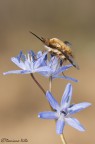 lo spadaccino sulla Scilla
Canon 100mm. f2.8 macro
f11
1/30 sec
ISO 200

HR
http://dl.dropbox.com/u/57928059/macro/2012/Bombylius_scilla_2HR.jpg

C&C molto graditi

Damiano