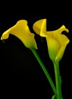 Calla 2 Calla 2