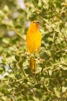 African birds African birds