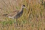 Chiurlo piccolo Numenius phaeopus Chiurlo piccolo Numenius phaeopus