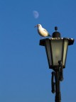 Un gabbiano all'imbrunire Un gabbiano all'imbrunire
