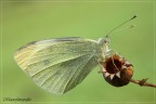 Pieris Pieris