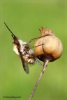 Bombylius Bombylius