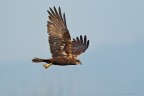 Falco di Palude
