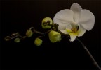 Orchidea Orchidea