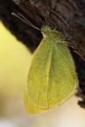 Pieris rapae Pieris rapae
