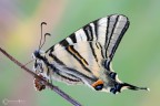 Il Podalirio (Iphiclides podalirius (Linnaeus, 1758))