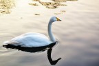 L'eleganza del Cigno! L'eleganza del Cigno!