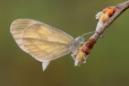 Leptidea sinapis Leptidea sinapis