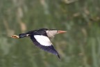tarabusino in volo tarabusino in volo