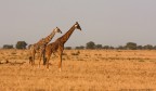 Africa Africa