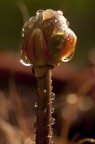 Fiore di Sarracenia Fiore di Sarracenia