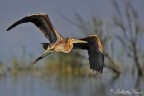 Airone rosso (Ardea purpurea) Airone rosso (Ardea purpurea)