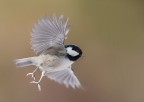 In volo In volo