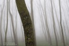 nella nebbia nella nebbia