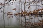 nella nebbia 2 nella nebbia 2