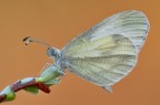 Lepdidea sinapis Lepdidea sinapis
