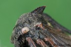 Centrotus cornutus Centrotus cornutus