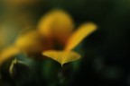 -L'Anima dipinta- -L'Anima dipinta-