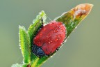 Chrysomela populi Chrysomela populi