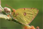 Colias Colias