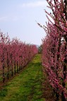Fiori di pesco Fiori di pesco
