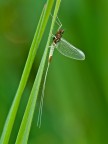 Baetis rhodani della famiglia Baetidae