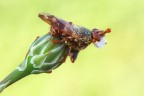 Myopa Myopa