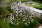 Per il vecchio ciliegio è ancora primavera. Per il vecchio ciliegio è ancora primavera.