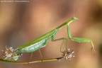 Mantis religiosa (Linnaeus, 1758) - Mantidae
