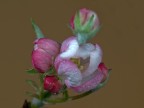 fiore di melo fiore di melo